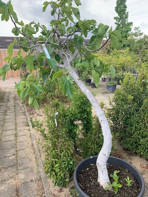 Vijgenboom, Tuin en Terras, Ophalen, Lente, Volle zon, Vijgenboom