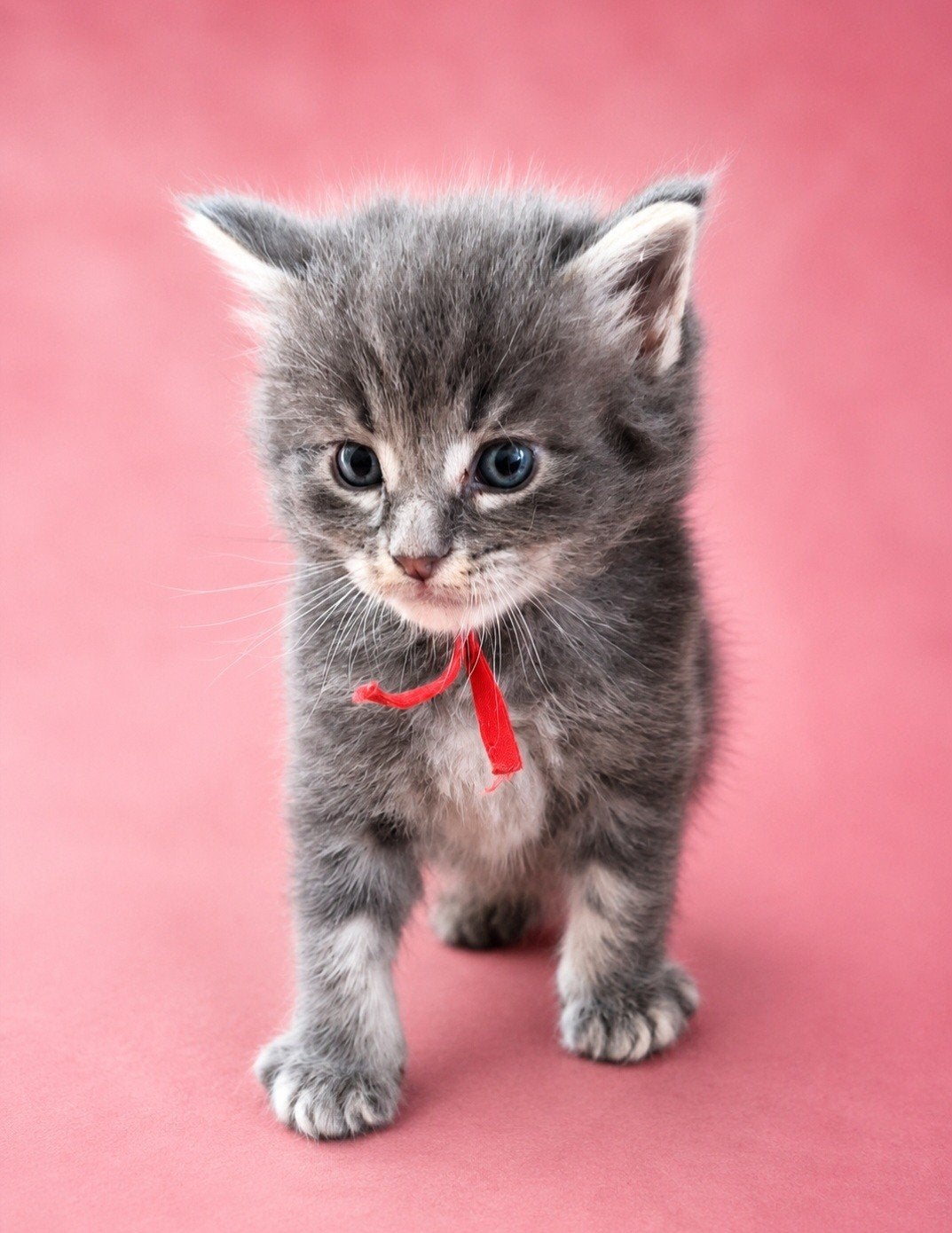 Blue silver tabby blotched maine coon katertjes stamboom, Meerdere dieren, Ontwormd