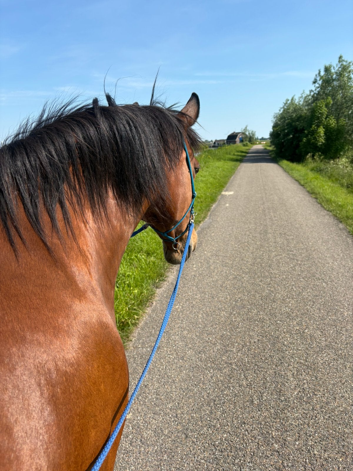 Verzorger gezocht Woubrugge, Dieren en Toebehoren