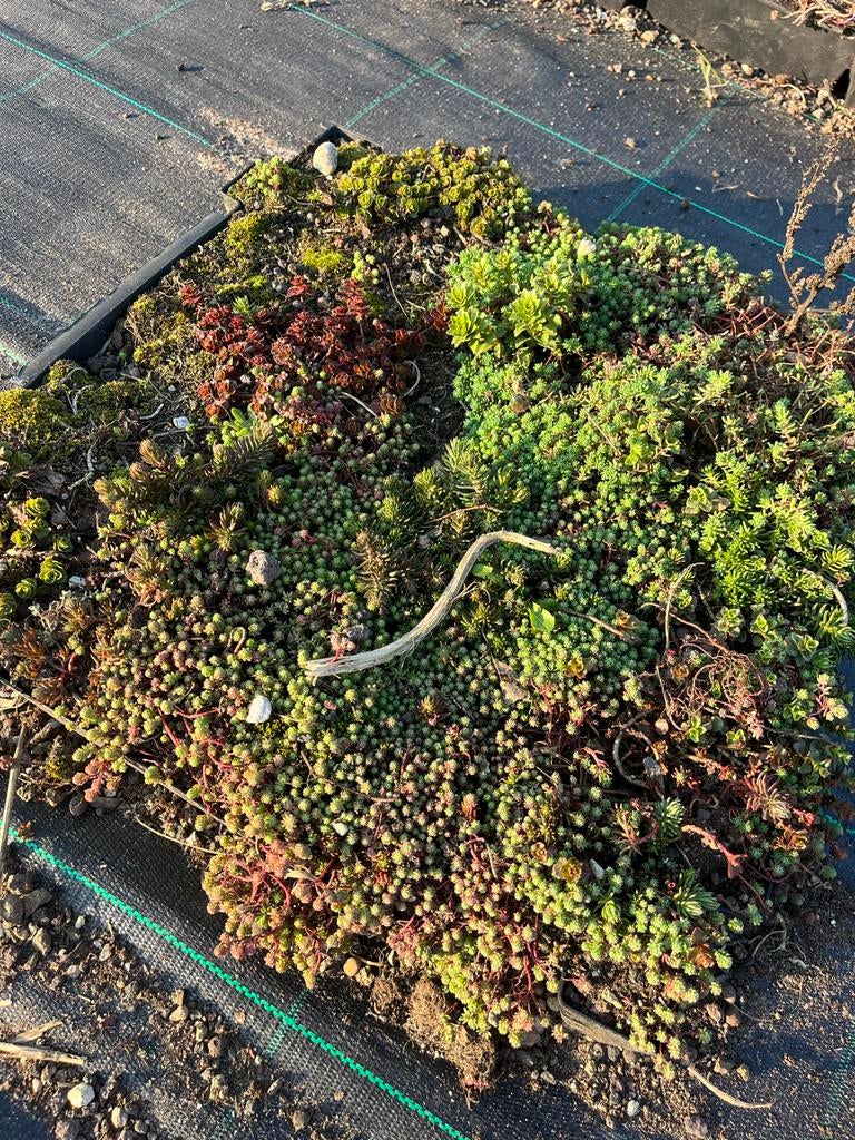Grote partijen Sedum: trays, matten en toebehoren, Bodembedekkers, Volle zon, Vaste plant, Ophalen of Verzenden
