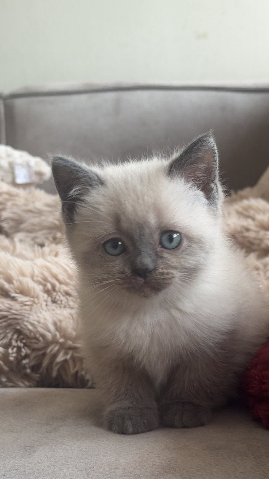 Britse korthaar kittens, Meerdere dieren, Ontwormd, 0 tot 2 jaar