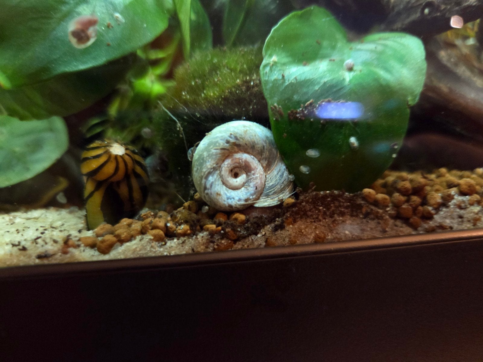 Ramshorn/posthorn slakken, Dieren en Toebehoren, Slak of Weekdier, Zoetwatervis