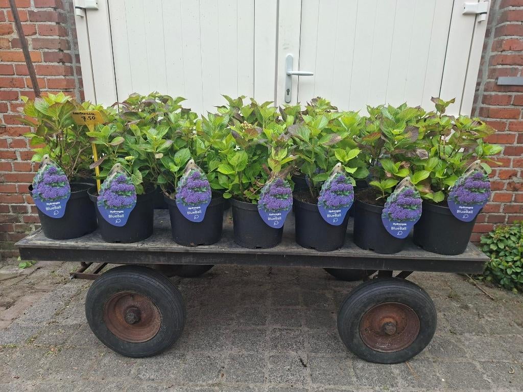 Mooie, volle Hydrangea 'Blue Ball' (Hortensia) in pot!, Ophalen, Hortensia, Minder dan 100 cm