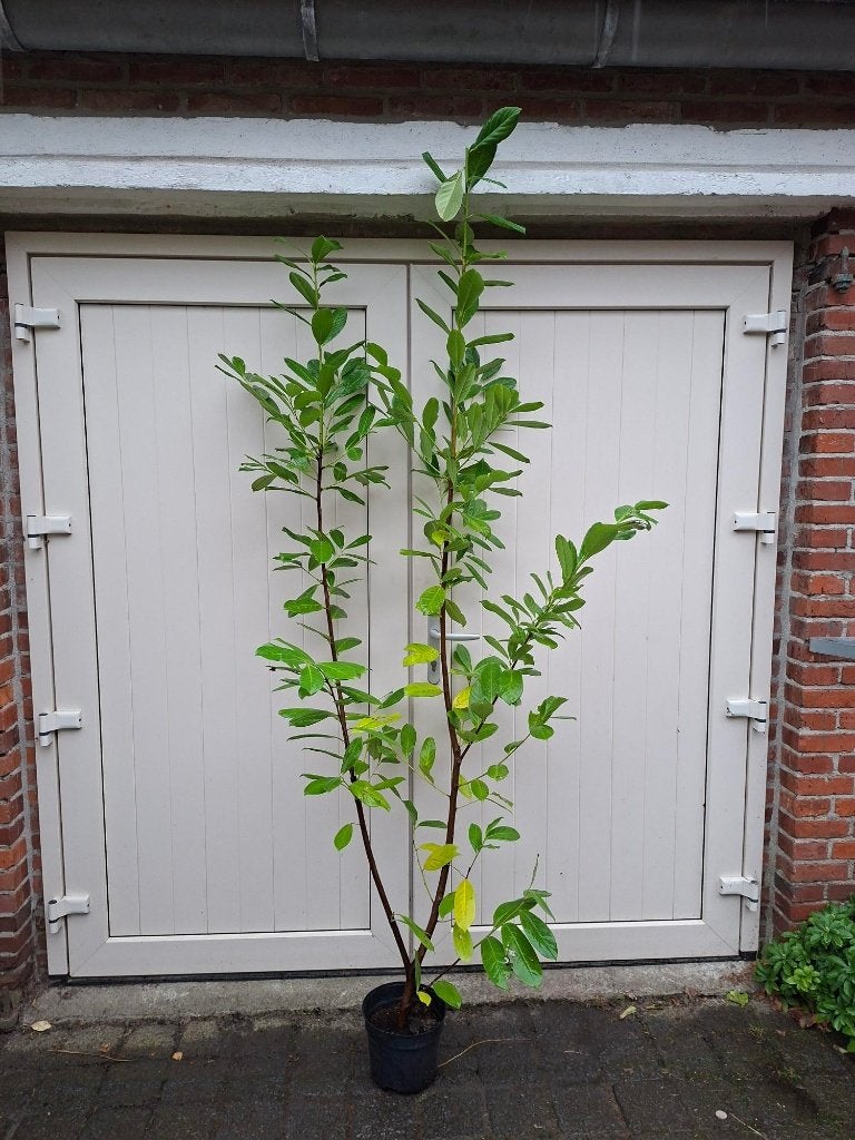 Volop  leverbaar Prunus 'Novita' (Haaglaurier/ laurier), Tuin en Terras, Ophalen, Laurier, 100 tot 250 cm