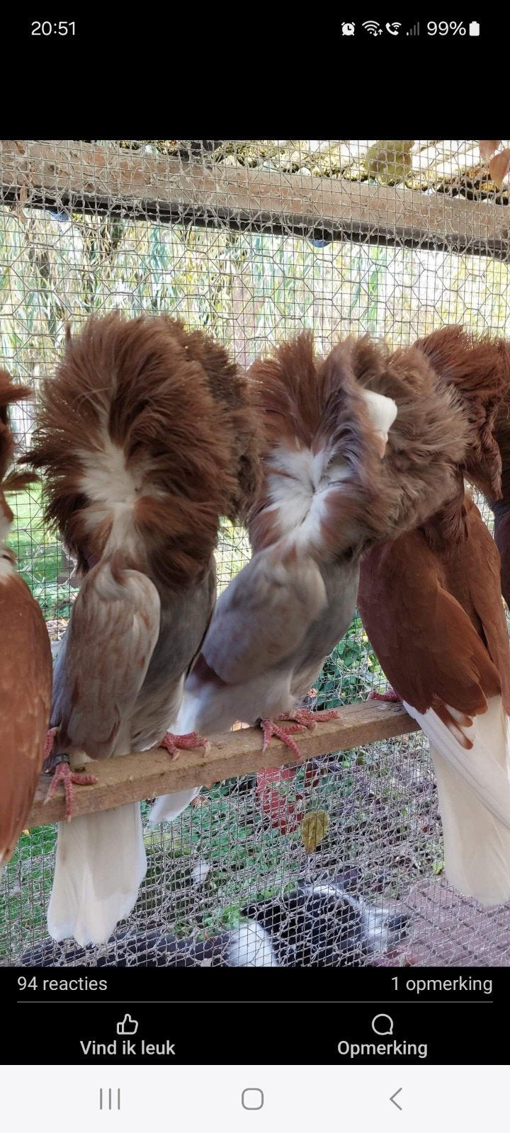 raadsheren, Dieren en Toebehoren, Meerdere dieren, Overige soorten