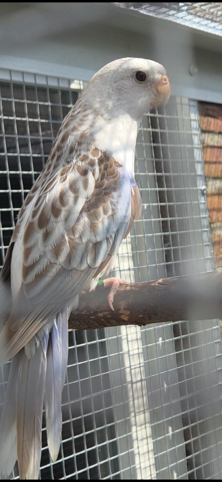 blauwe cinnamon opaline/golden/pastel, Mannelijk, Parkiet, Geringd