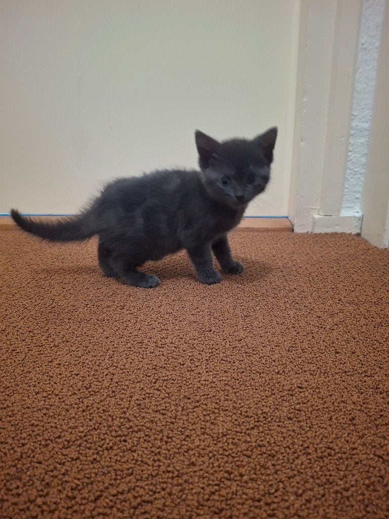 Kittens, Dieren en Toebehoren, Poes, 0 tot 2 jaar