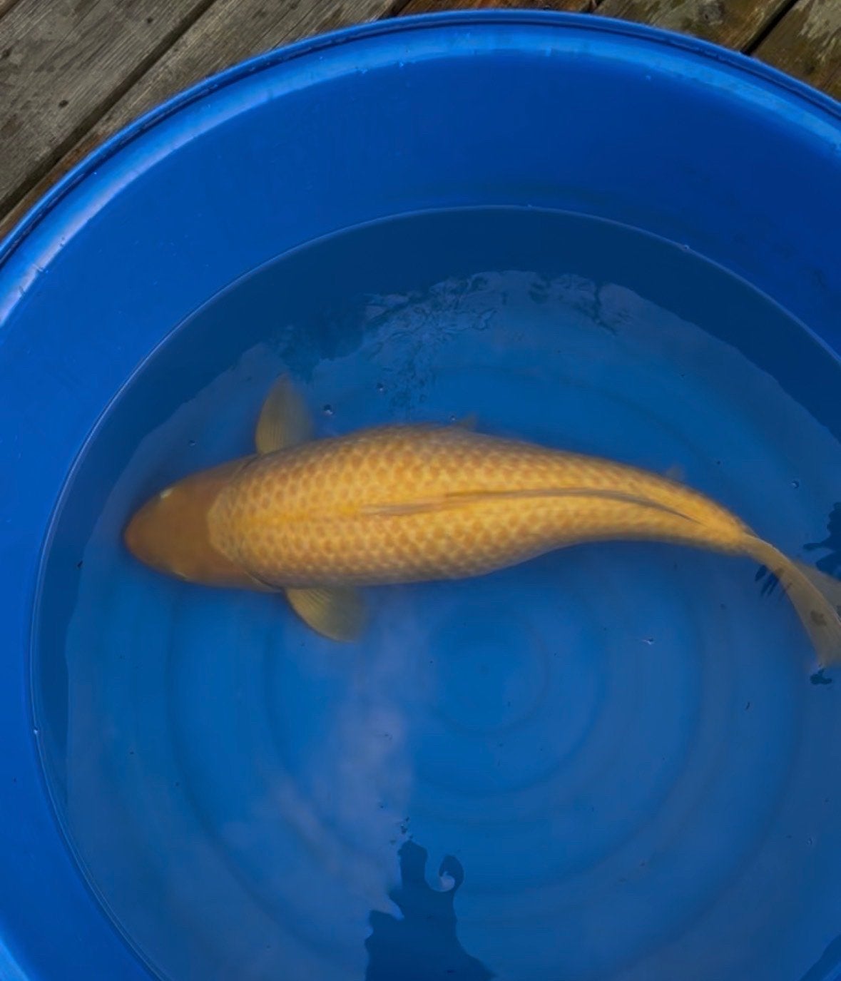 Karashigoi japanse koi karper. 70 cm, Dieren en Toebehoren, Karper of Koi