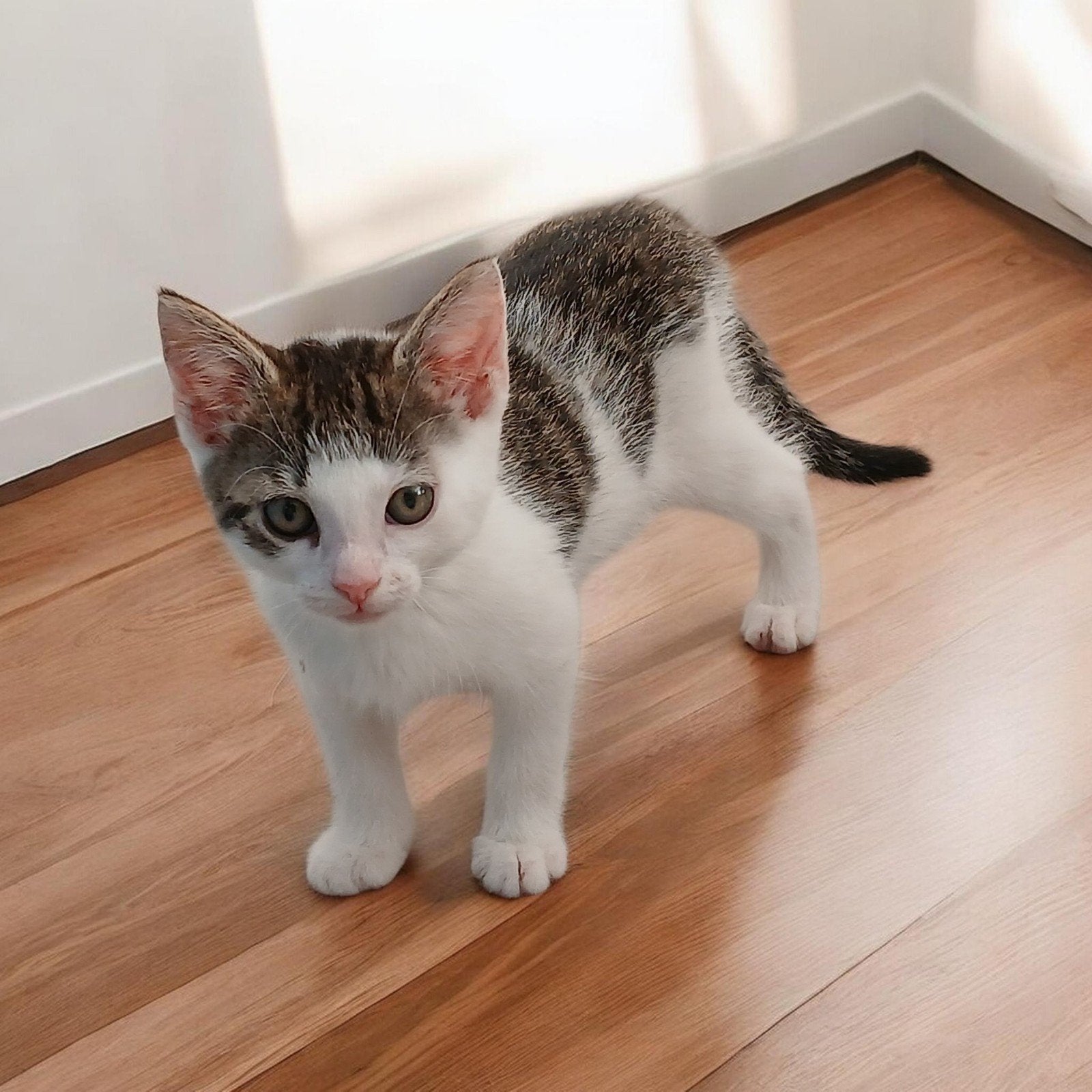 Europese korthaar kittens Ontwormt,vlo vrij,zindelijk, Poes, Ontwormd, 0 tot 2 jaar