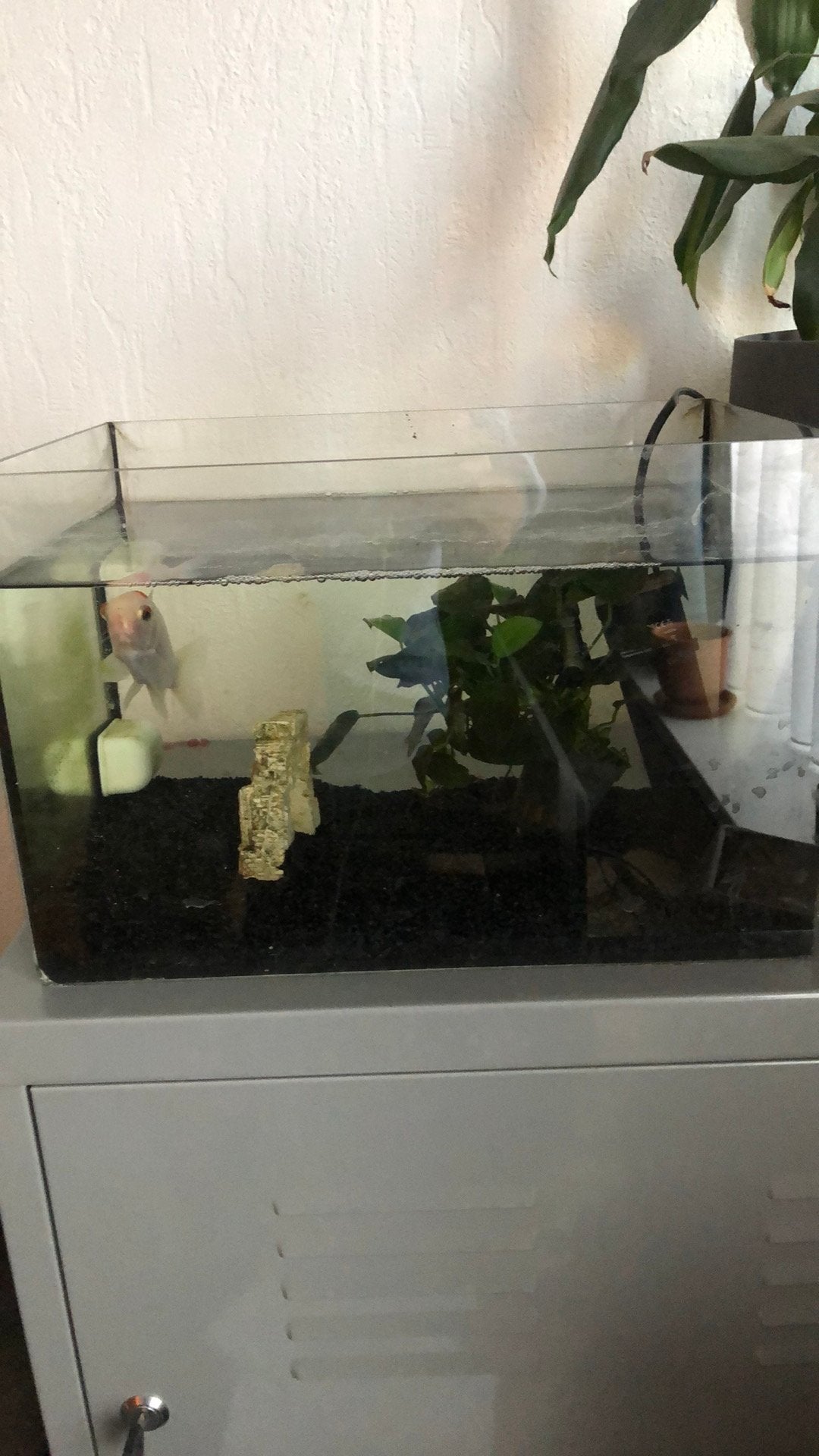 Gratis goudvis met bak en filter, Dieren en Toebehoren, Vissen | Aquariumvissen, Vis
