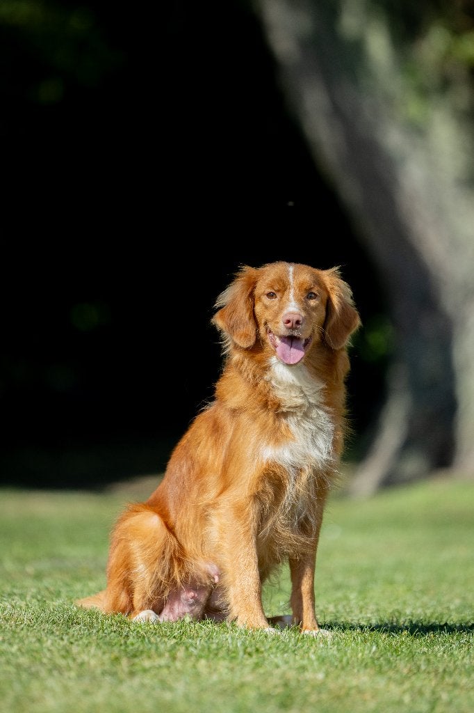 Gesocialiseerde Toller pups, Overige rassen, CDV (hondenziekte), 8 tot 15 weken, Meerdere