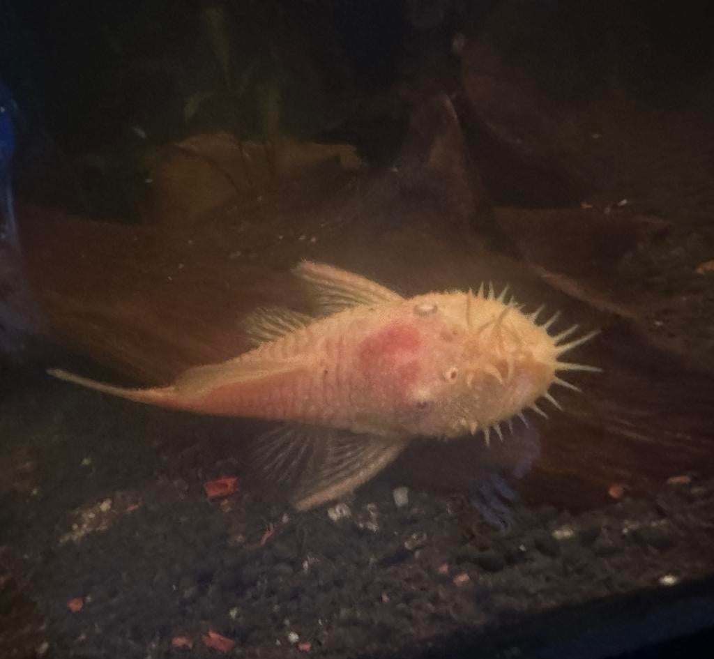 2 Albino algeneters rood/orangje, Dieren en Toebehoren, Overige typen, Zoetwatervis