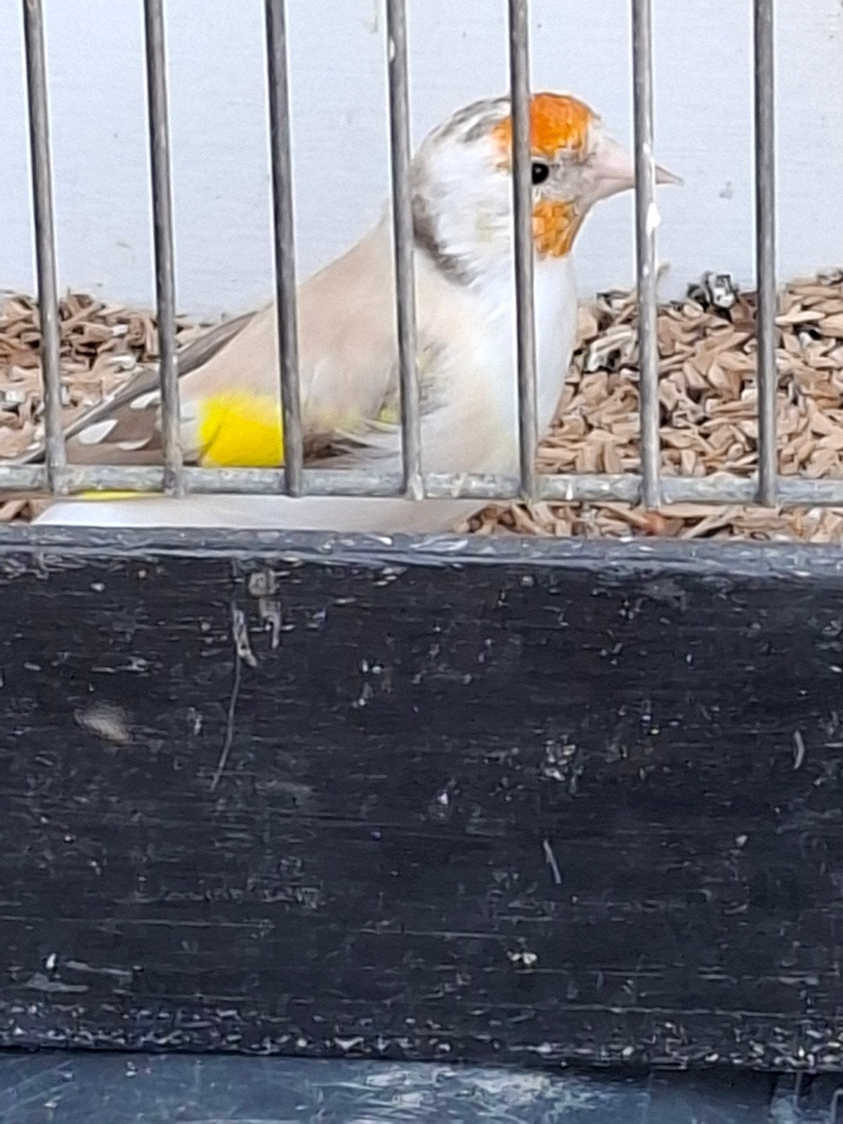 putter pop, Dieren en Toebehoren, Vrouwelijk, Wildzangvogel, Geringd