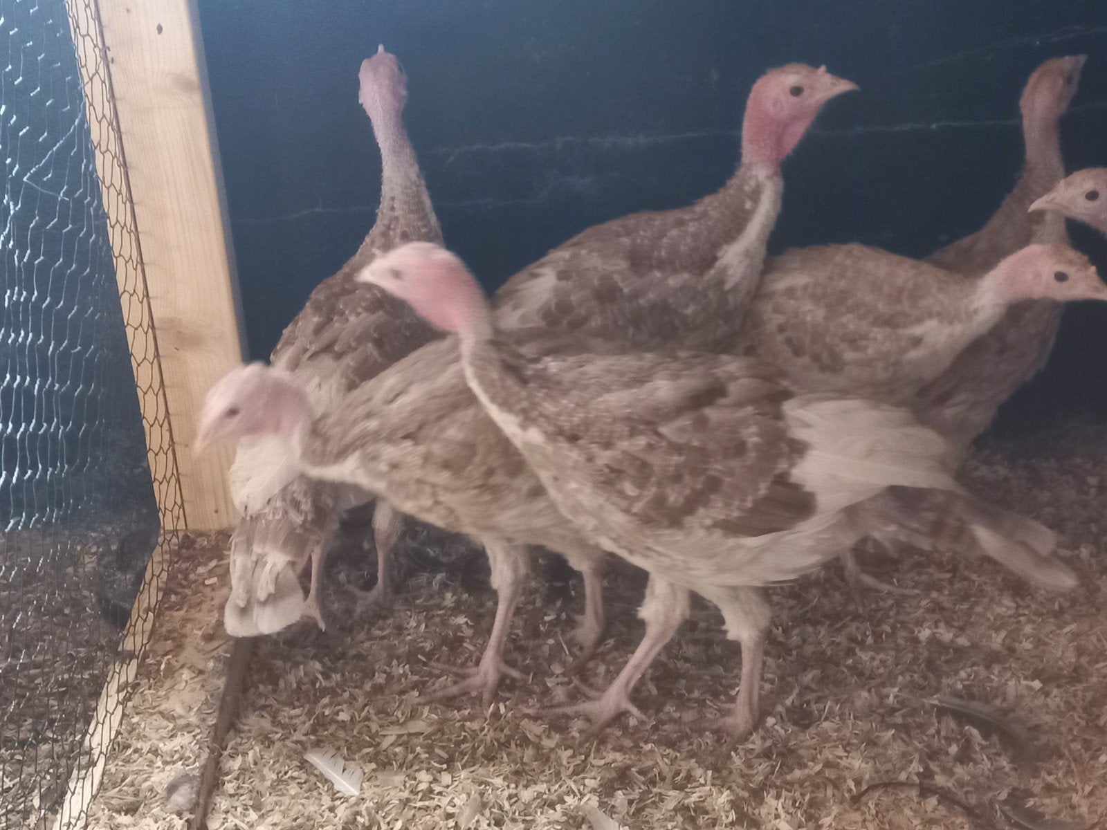 Jonge kalkoenen, Meerdere dieren, Kalkoen