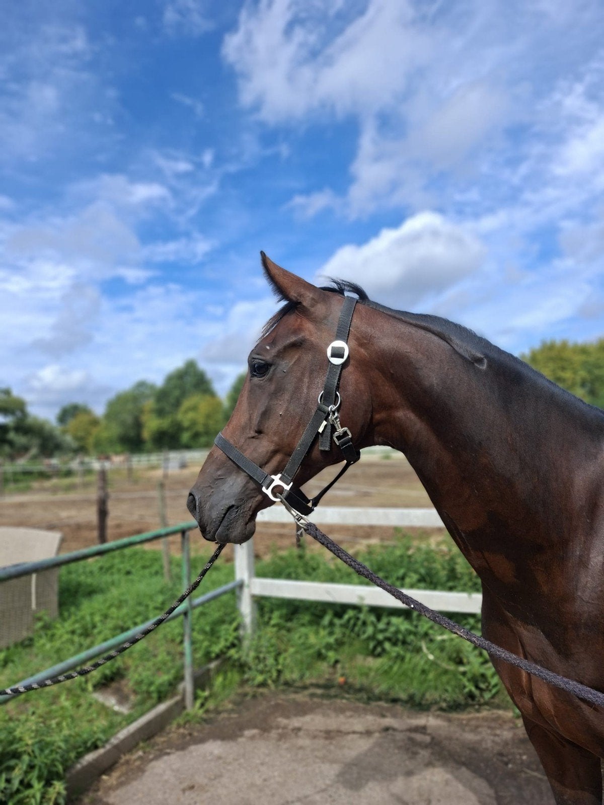 KWPN merrie, Dieren en Toebehoren, Merrie, Dressuurpaard, 7 tot 10 jaar, 160 tot 165 cm