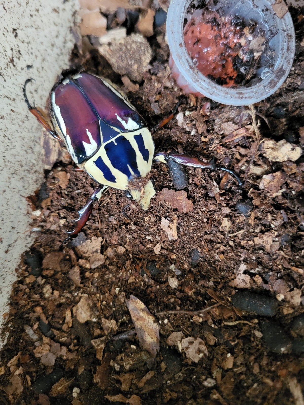 Mecynorrhina torquata ugandensis mtu man, Overige soorten