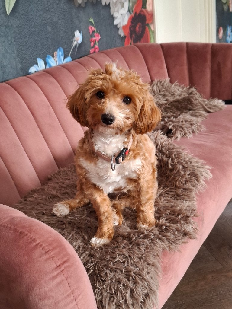 Maltipoo pups te koop (19 Sept geboorte), 8 tot 15 weken, Meerdere, Meerdere dieren, Klein
