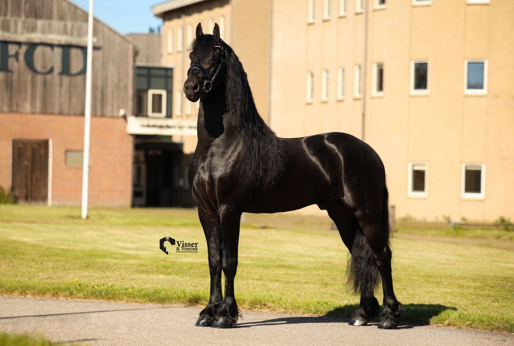 Exclusieve Friese Paarden, Dressuurpaard, Ontwormd, 3 tot 6 jaar