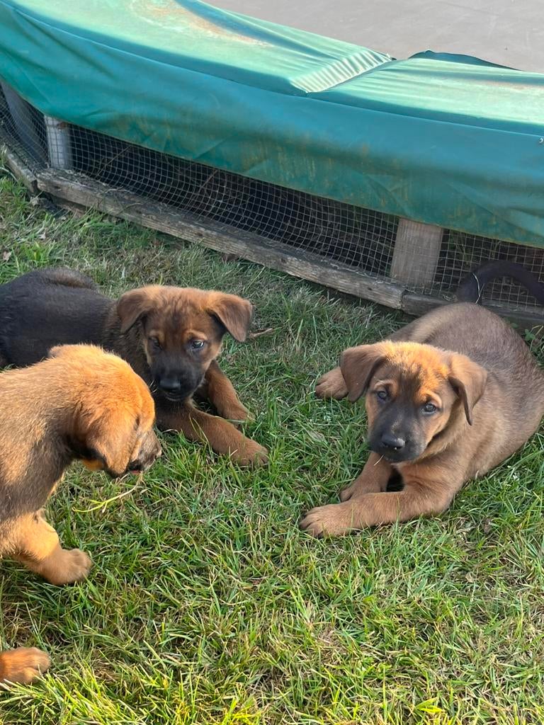 Berner sennen kruising, Dieren en Toebehoren, Parvo, 8 tot 15 weken, Groot, Meerdere