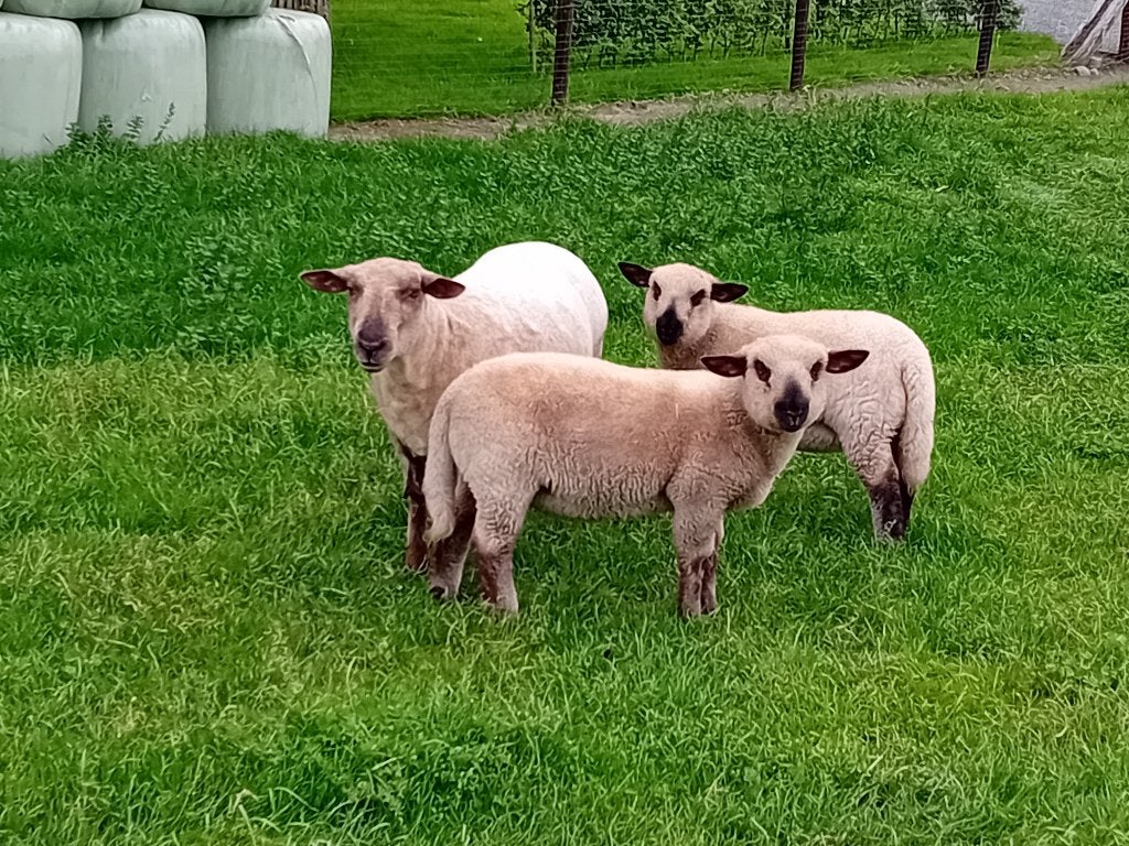 Schaap, Dieren en Toebehoren, Vrouwelijk, Schaap, 0 tot 2 jaar