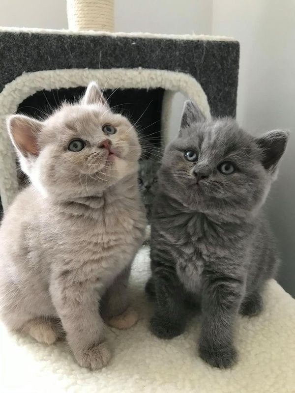 BRITSE KORTHAAR GEZOCHT!, Kater
