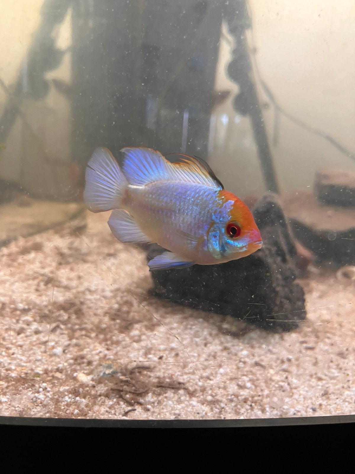 Electric blue ramirezi, Dieren en Toebehoren, Vis