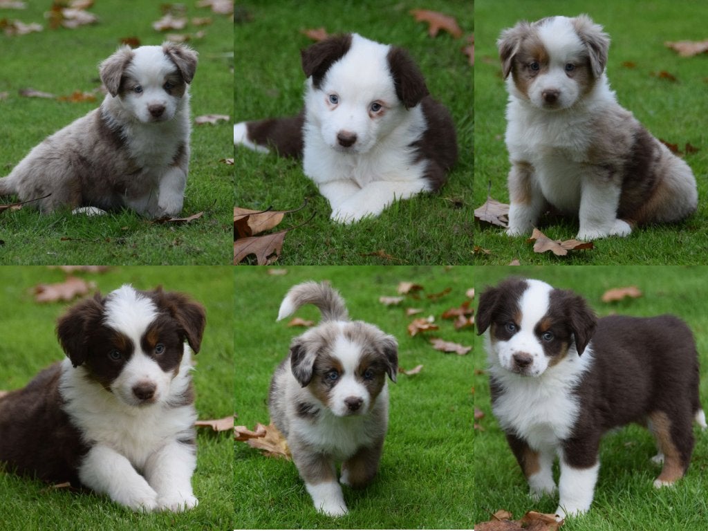 Prachtige Miniature American Shepherd (Mini Aussie) pups, CDV (hondenziekte), 8 tot 15 weken, Meerdere, Meerdere dieren