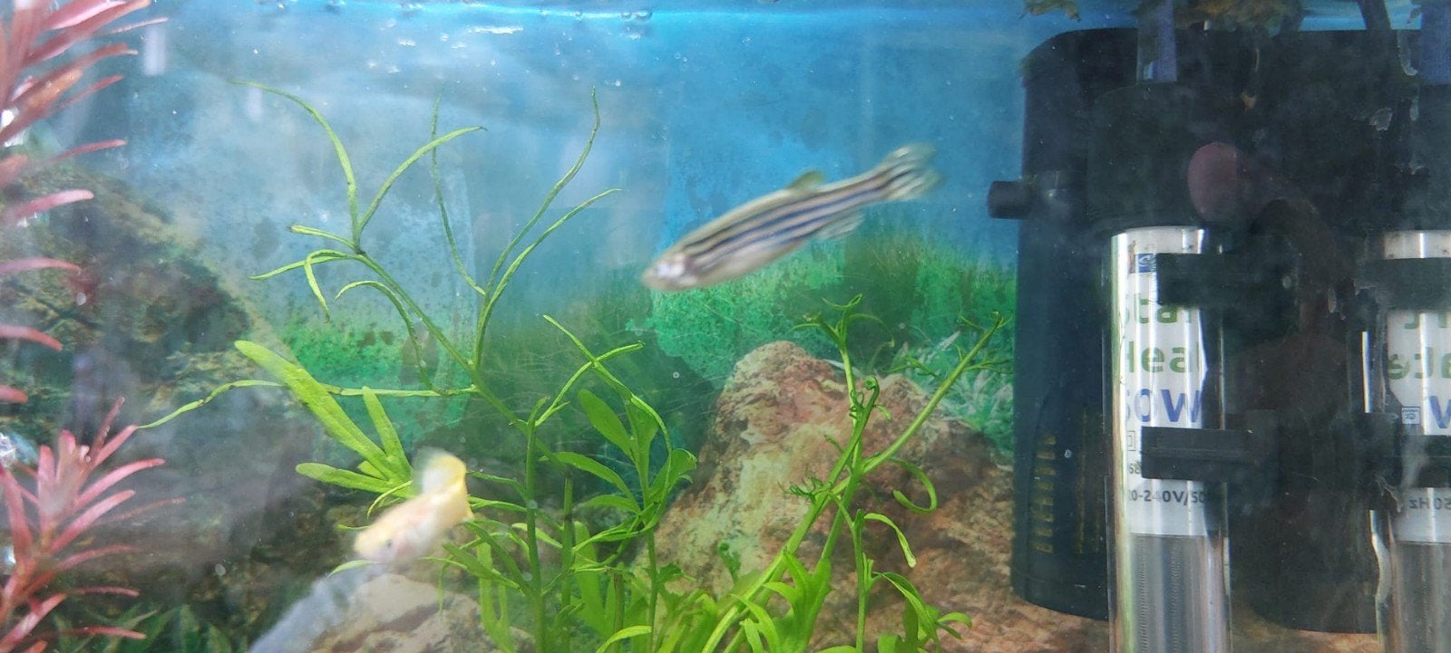 zebra danio vissen 2x, Vis
