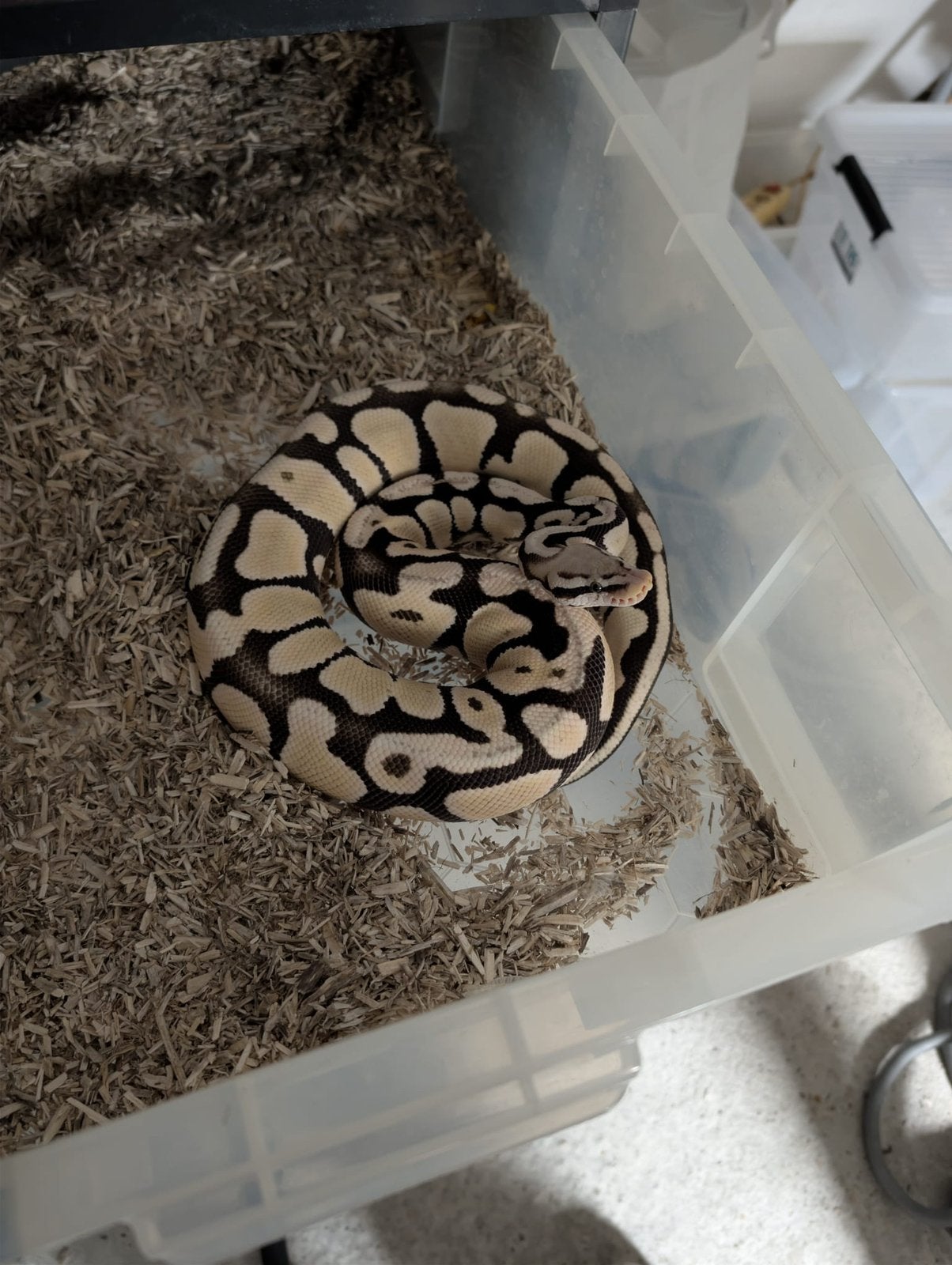 1.1 harlequin amur (koningspython, ballpython, regius) Ball Python - male for sale from A.