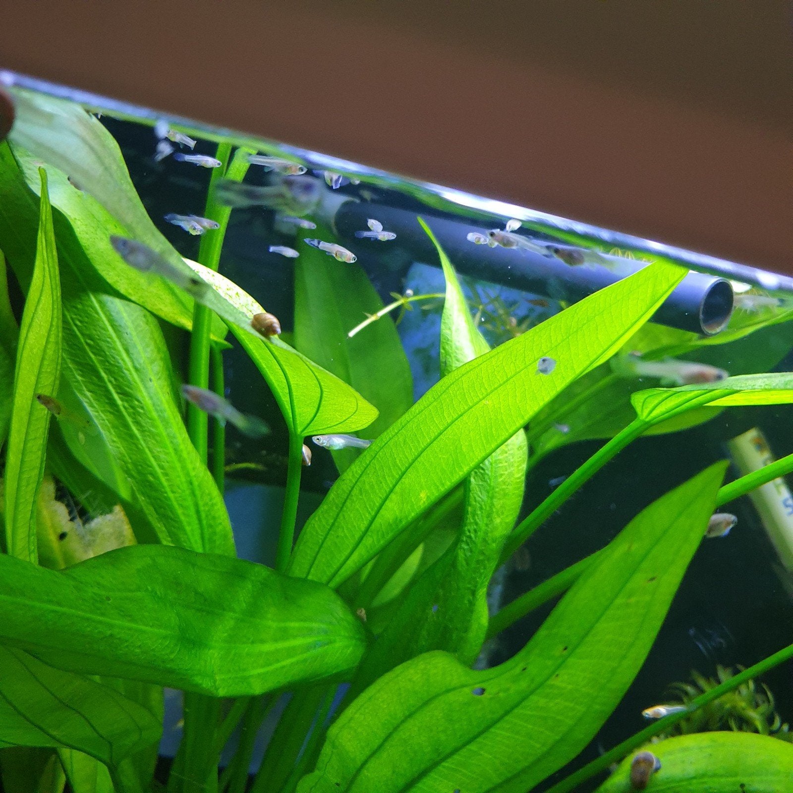 Baby guppen bleu moscow en kruising bleu moscow endler, Dieren en Toebehoren, Vissen | Aquariumvissen, Vis