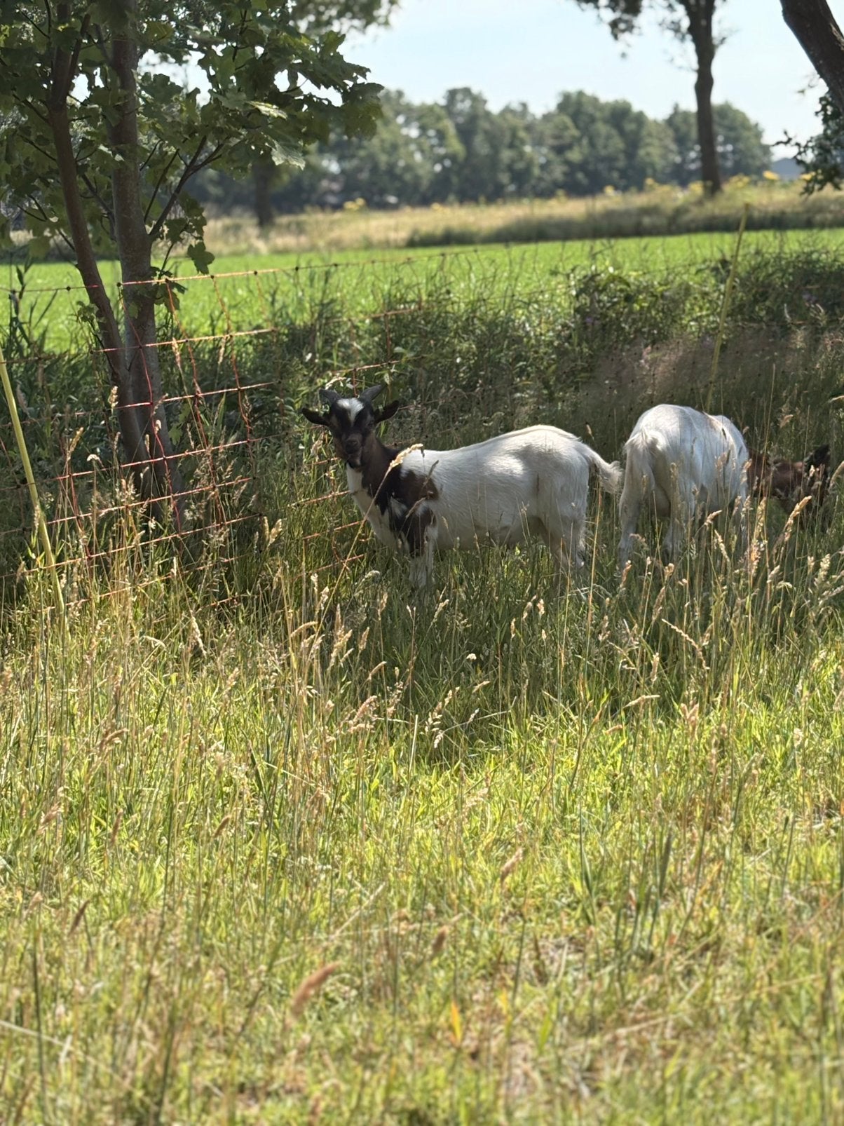 Lief bokje, Dieren en Toebehoren, Schapen, Geiten en Varkens, Mannelijk, Geit