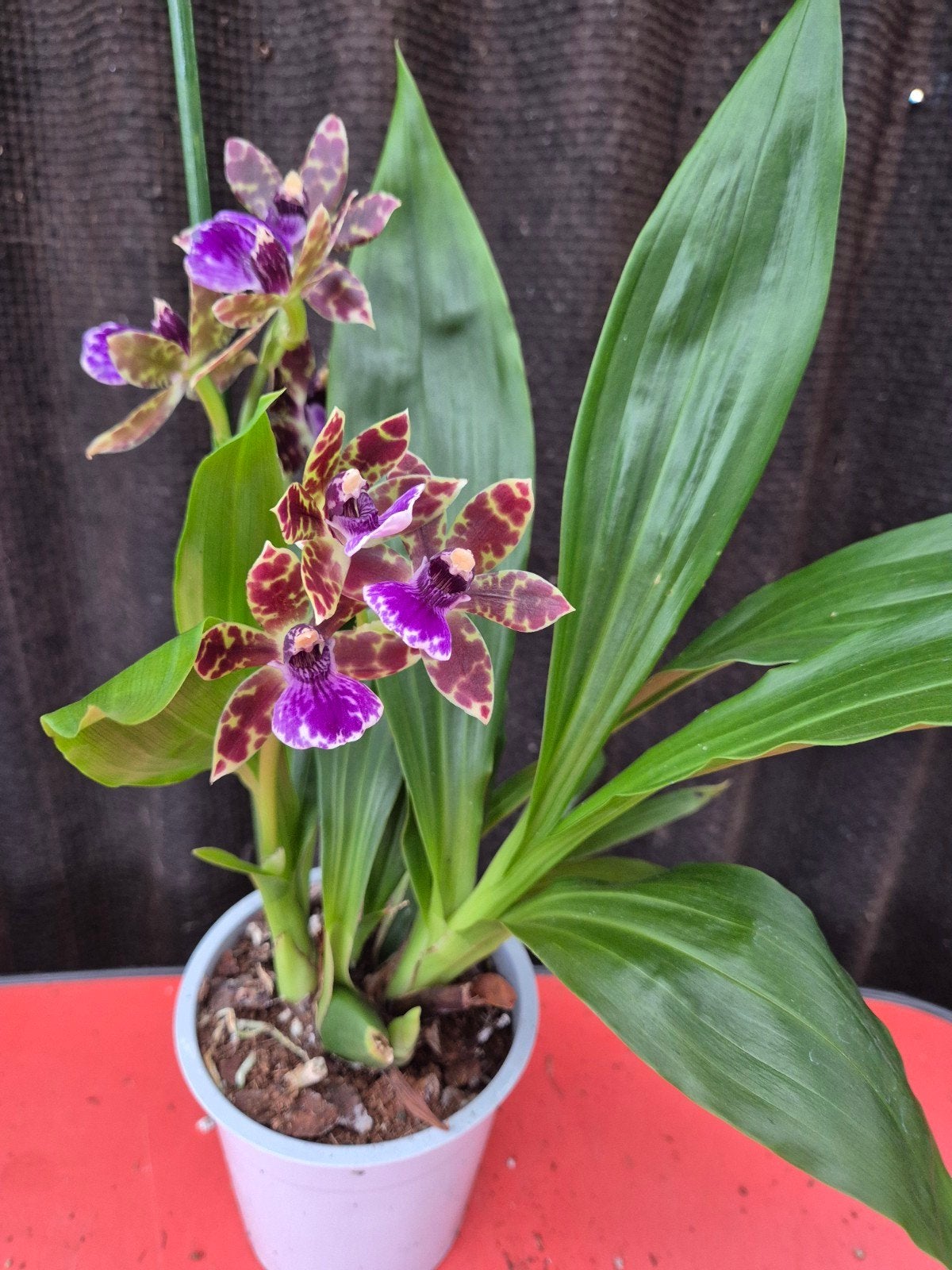 Orchidee Zygopetalum Louisendorf p12 (4), Ophalen of Verzenden, Halfschaduw, Minder dan 100 cm
