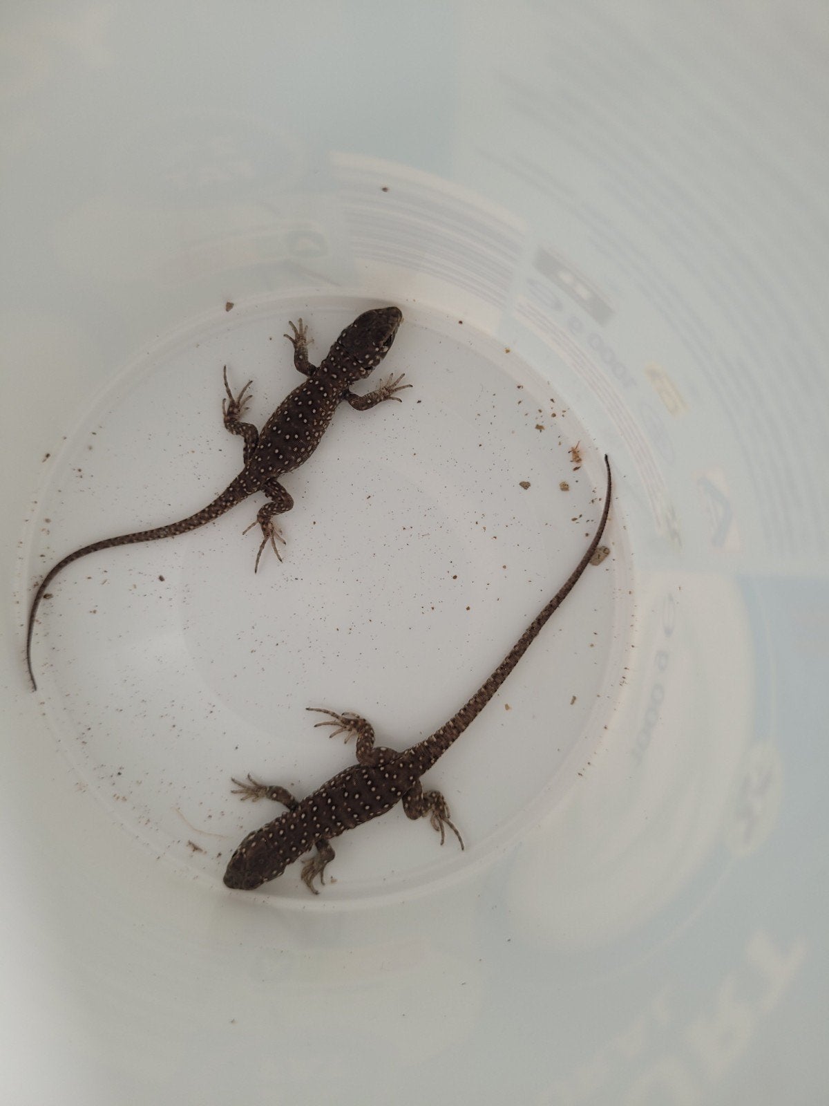 Timon lepidus juveniele, Dieren en Toebehoren, Hagedis, 0 tot 2 jaar