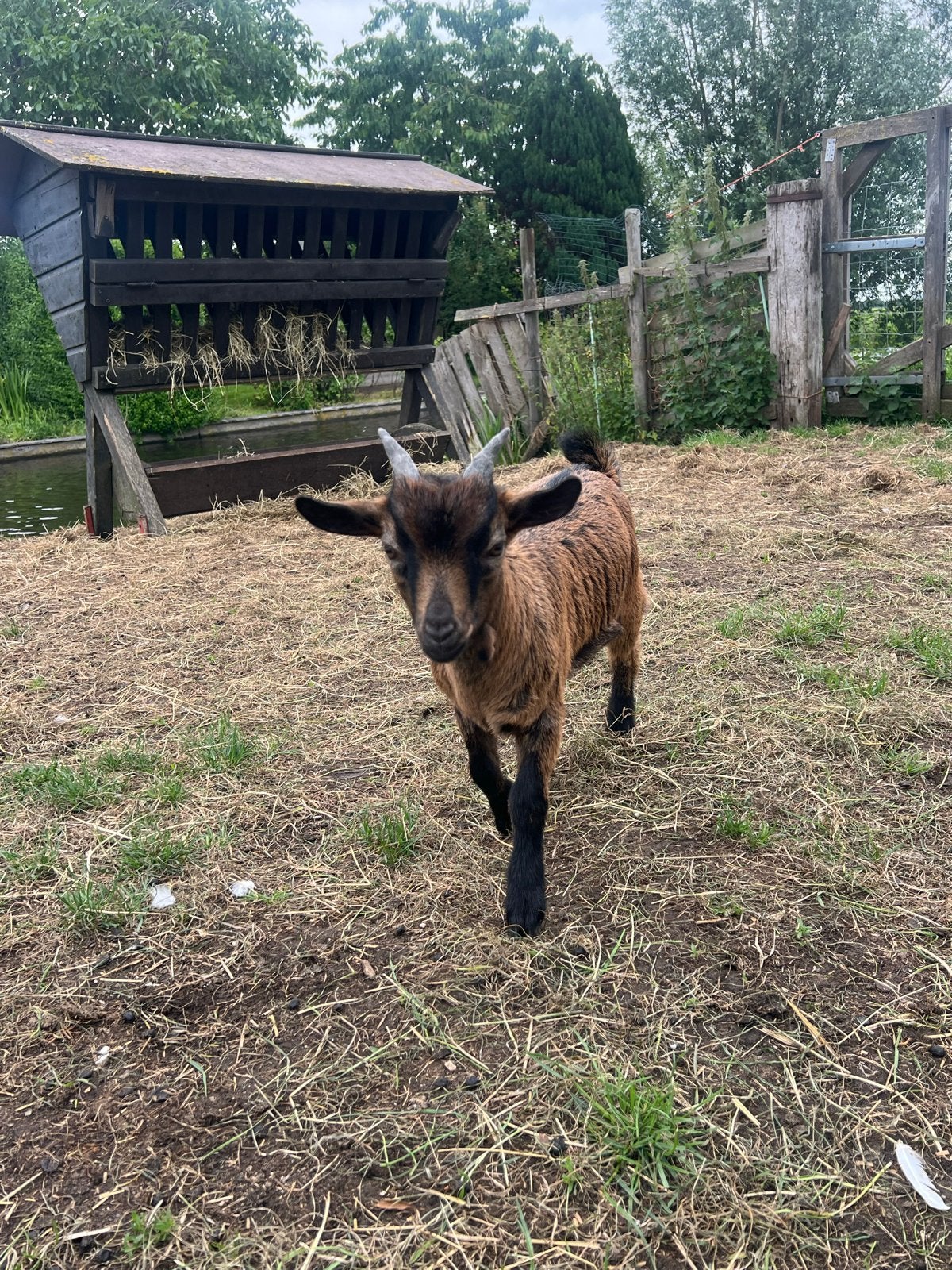 Lief geitenbokje te koop!, Dieren en Toebehoren, Mannelijk, Geit