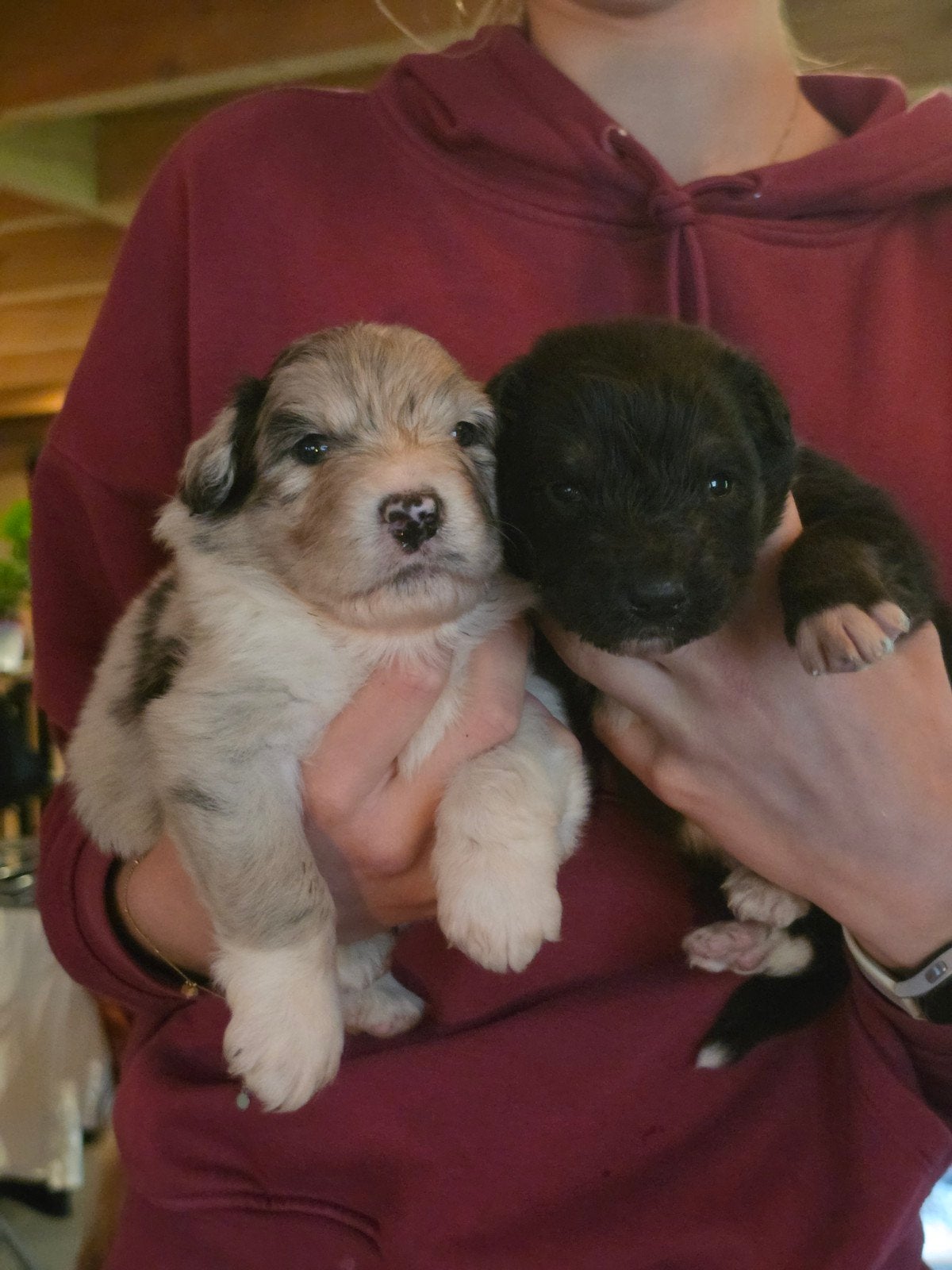 Lieve goed gesocialiseerde pups australian Shepherd x  Labra, Parvo, Reu, 8 tot 15 weken, Meerdere