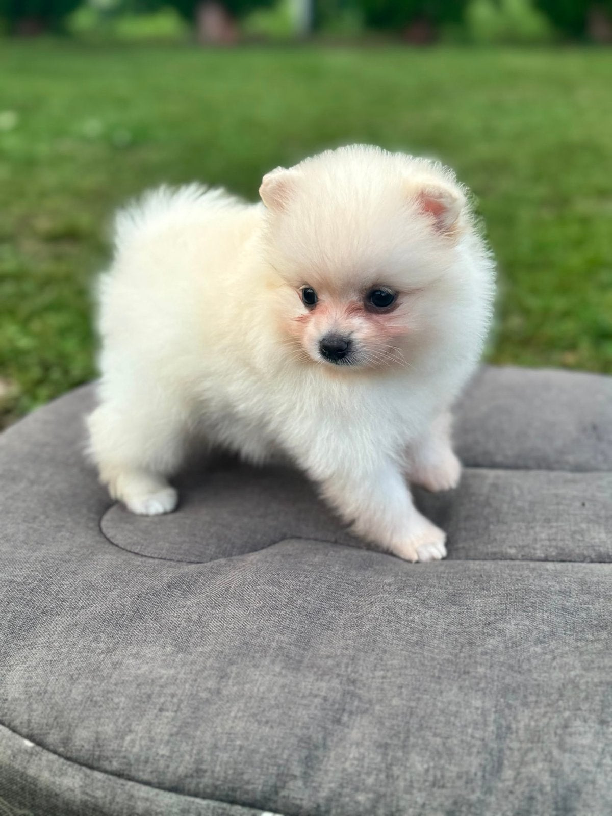 Witte Pomeriaan pup, Keeshond, Reu, 8 tot 15 weken, Parvo