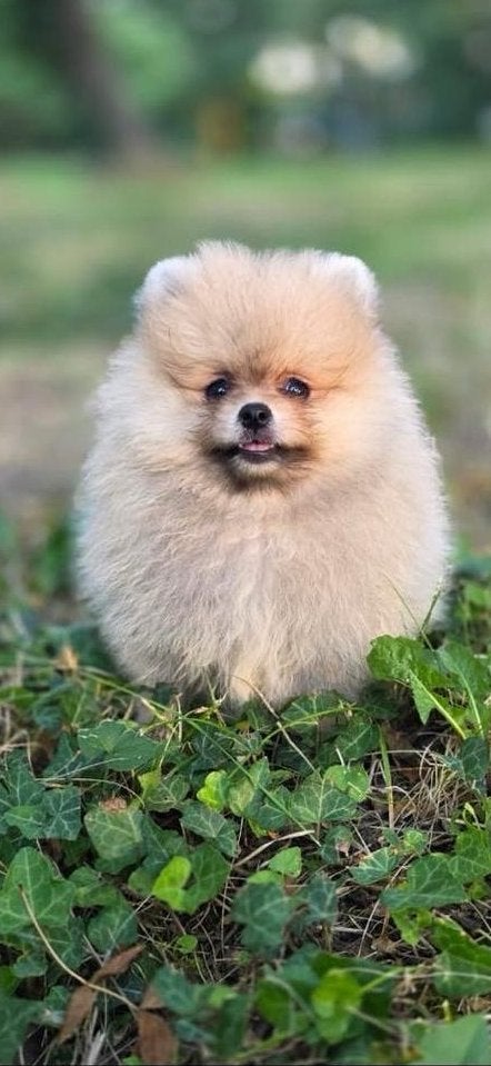 Rasechte pomeriaan pup teefje, Dieren en Toebehoren, Honden | Poolhonden, Keeshonden en Oertypen, Keeshond, 15 weken tot 1 jaar