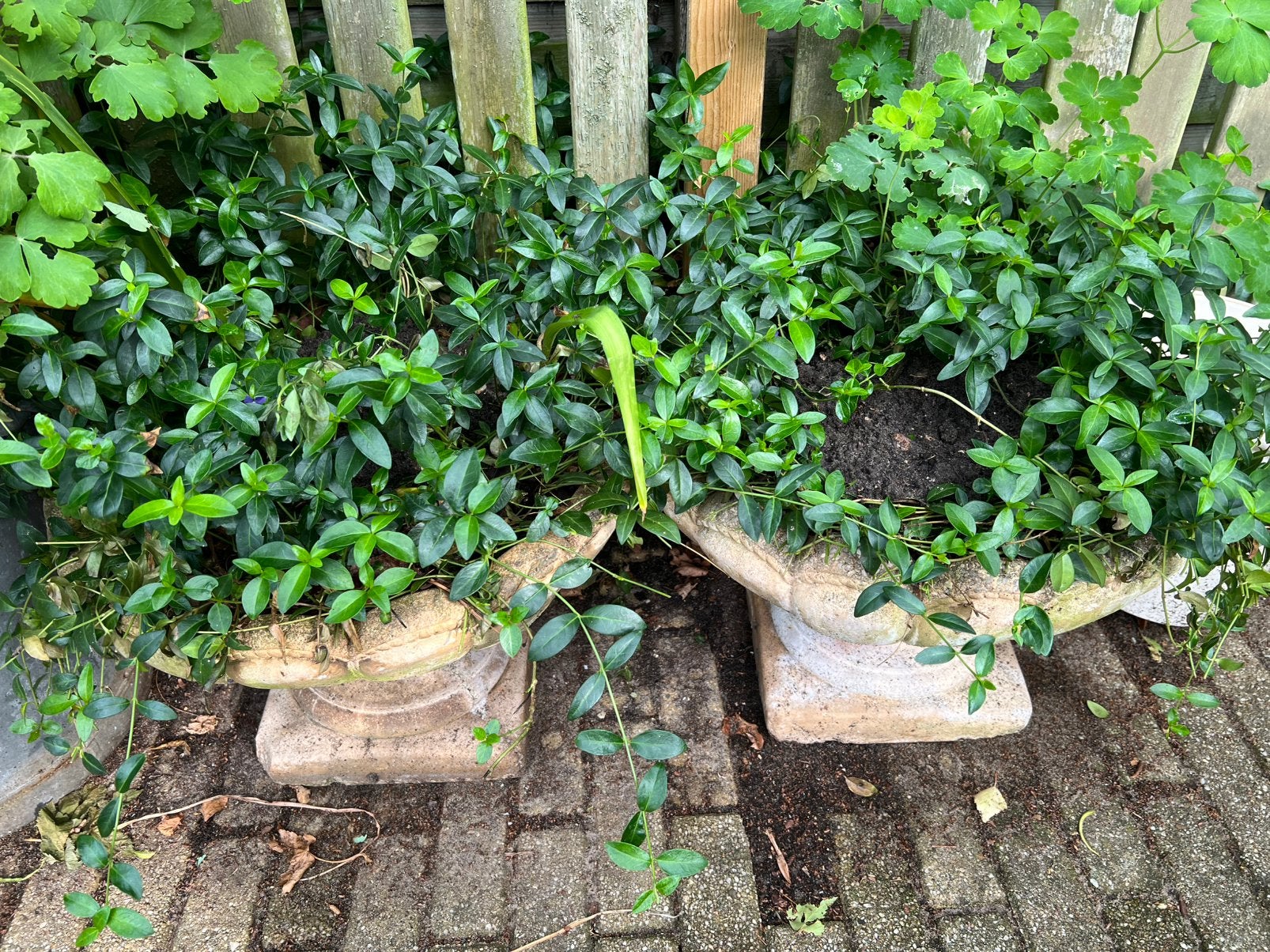 Te koop: Nostalgische bloempotten met planten, Tuin en Terras, Ophalen, Bodembedekkers, Vaste plant, Halfschaduw