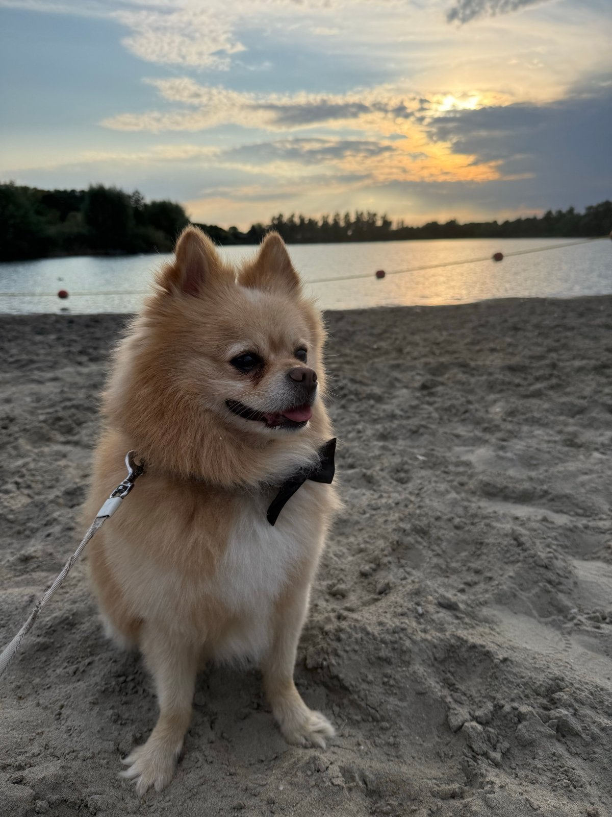 Opzoek naar nieuw baasje Keeshond, 6 jaar of ouder, Keeshond, Reu, Parvo