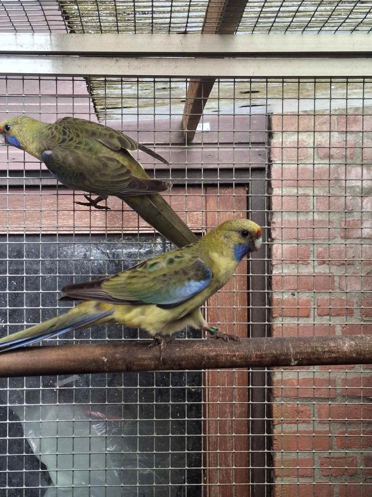 strogele rosella pop 2026, Dieren en Toebehoren, Vogels | Parkieten en Papegaaien, Vrouwelijk, Parkiet, Geringd