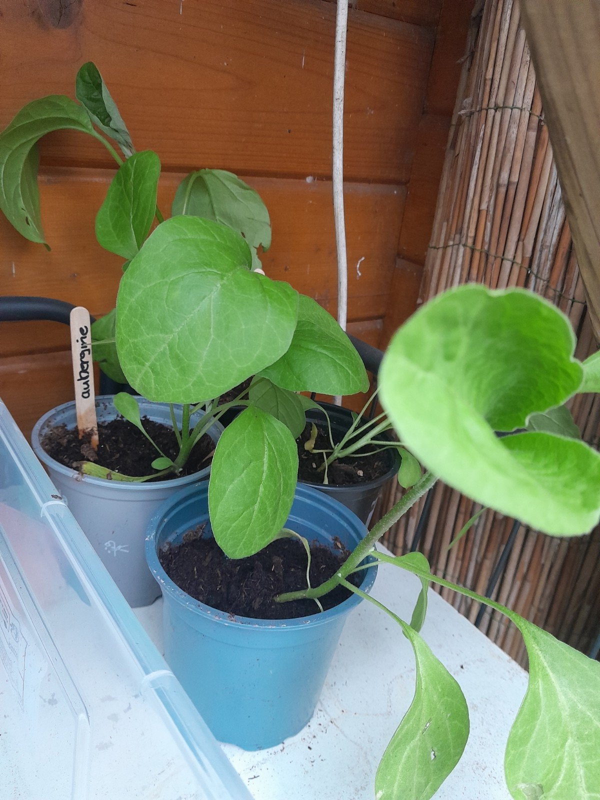 Aubergine plant - Kweek je eigen heerlijke aubergines!, Tuin en Terras, Planten | Tuinplanten, Ophalen, Volle zon, Groenteplanten