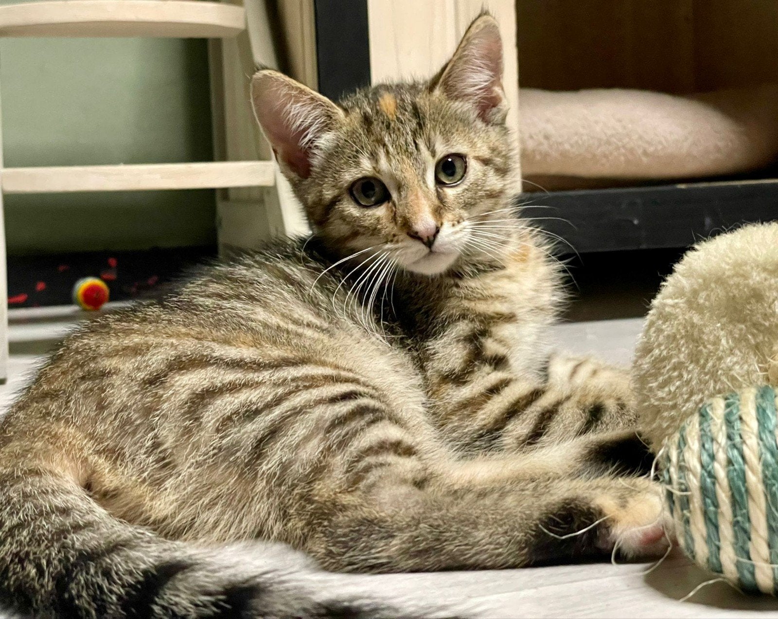 Kittens 10 weken oud zoeken een nieuw huisje!