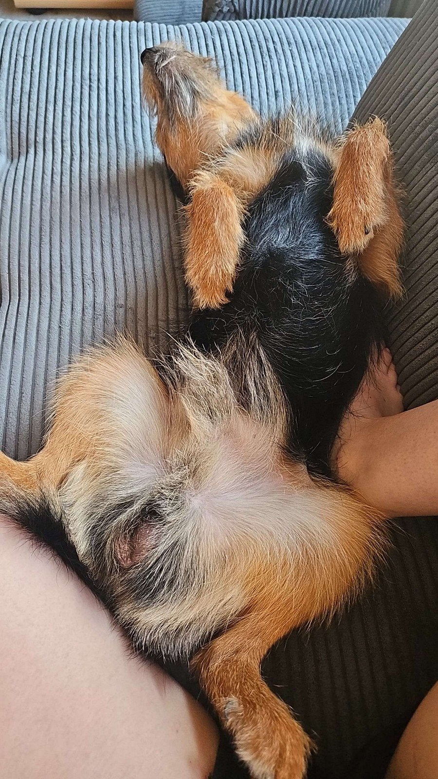 lieve Bowie zoekt nieuw huisje, Reu, 1 tot 2 jaar, Eén hond, Nederland
