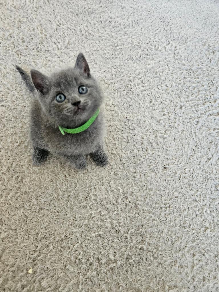 Verliefd in 3,2,1! Ontmoet onze 3 Brits Korthaar kittens!, Meerdere dieren, Ontwormd, 0 tot 2 jaar