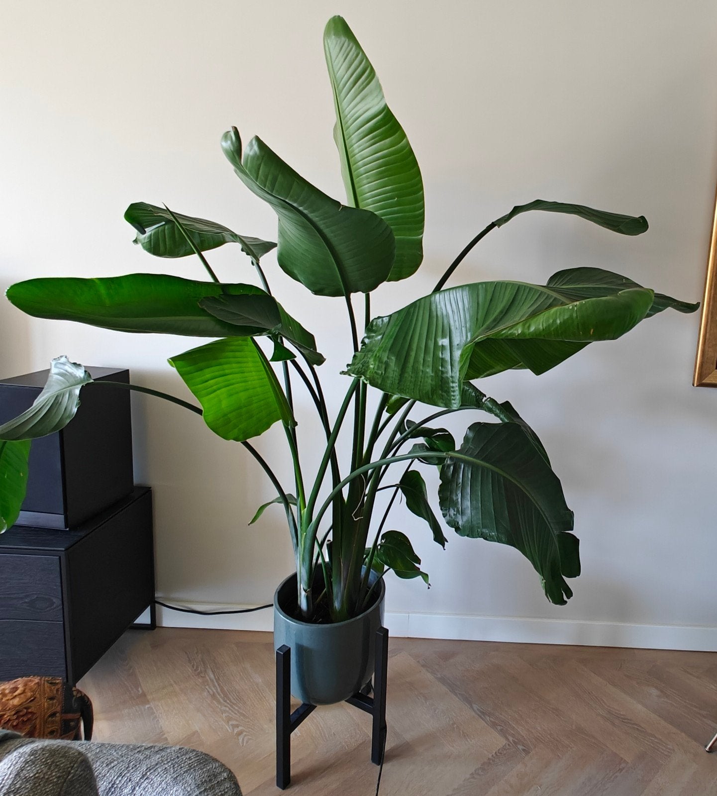 Strelitzia Nicolaï - Paradijsvogelplant 1,60m, Huis en Inrichting, Kamerplanten, Groene kamerplant, Ophalen, Halfschaduw, 100 tot 150 cm