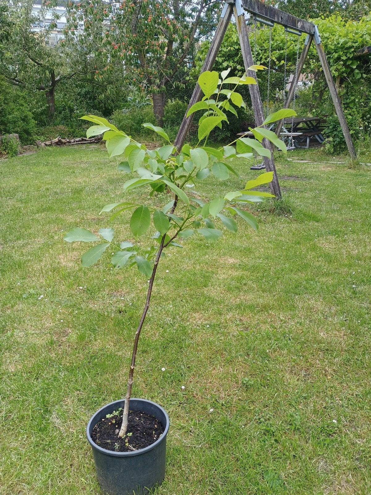 Okkernoot - walnoot +/- 130 cm Juglans regia, Ophalen, Overige soorten, In pot, Bloeit niet