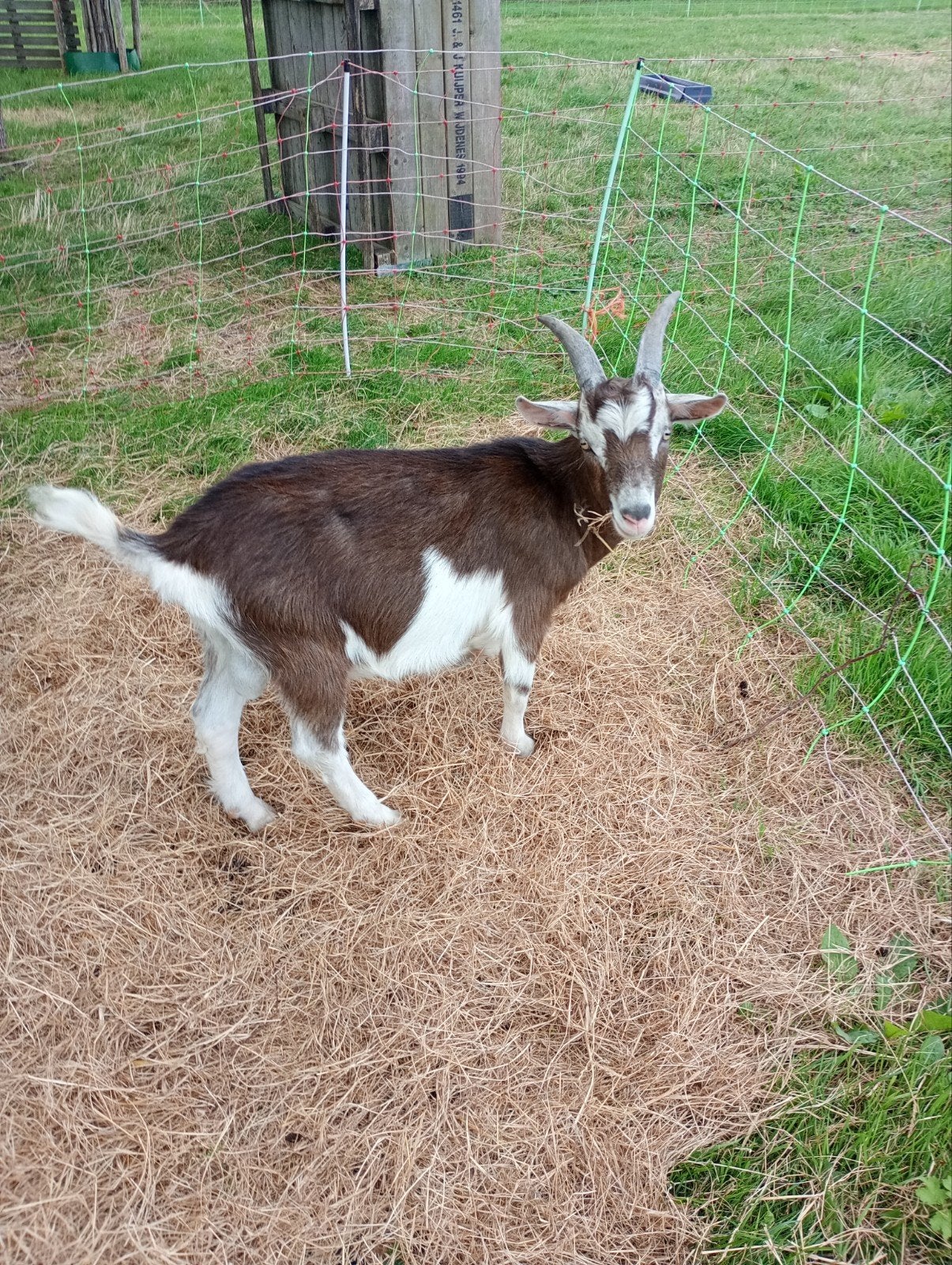Jonge geiten en bokje, Dieren en Toebehoren, Meerdere dieren, 0 tot 2 jaar