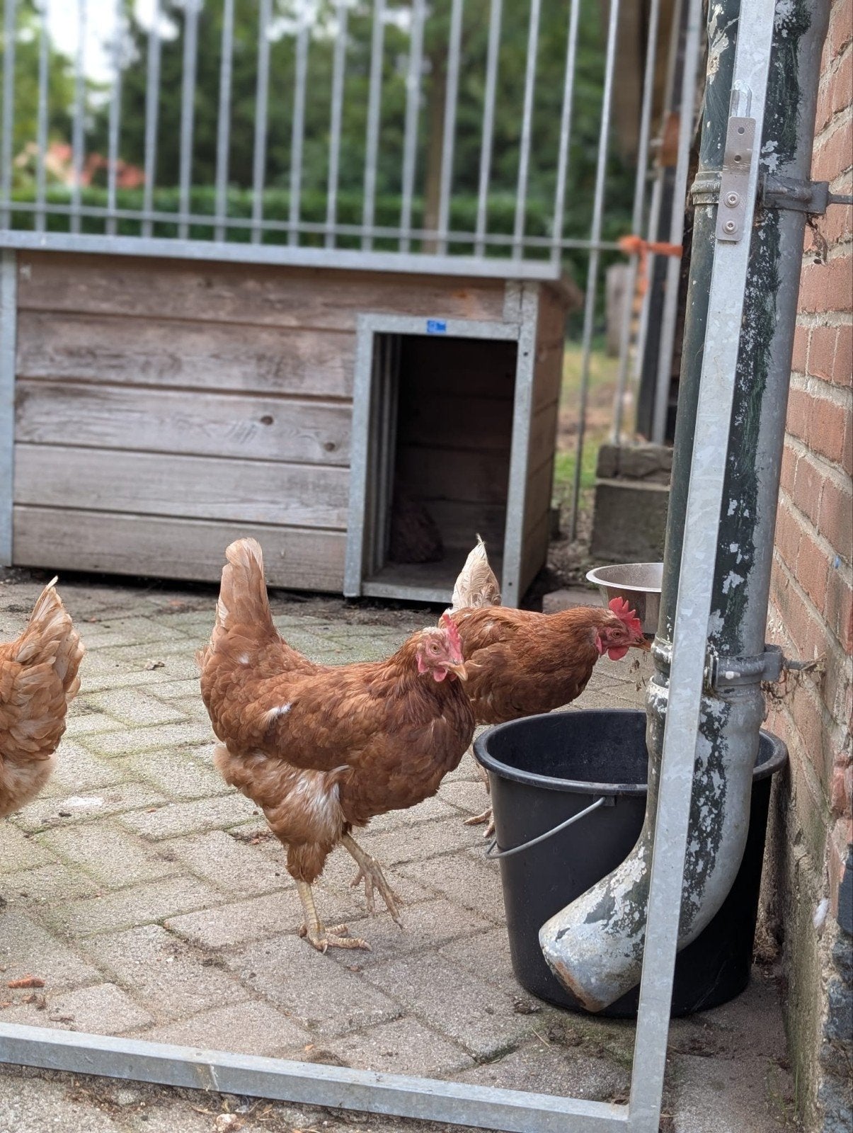 Meerdere leghennen 2.5 jaar isha brown | Gratis, Vrouwelijk, Kip