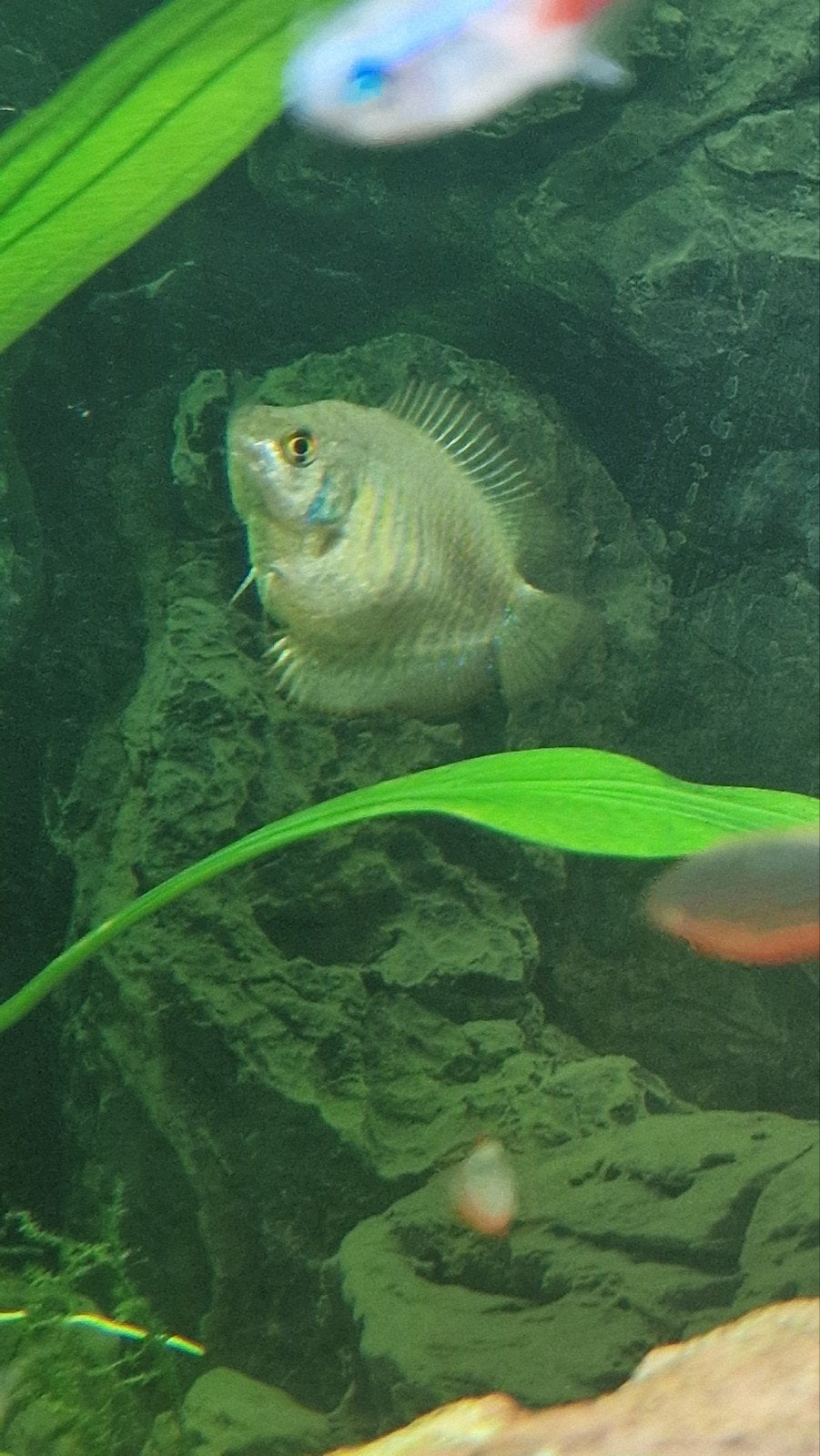 Dwerg gourami vrouwtje, Vis, Zoetwatervis