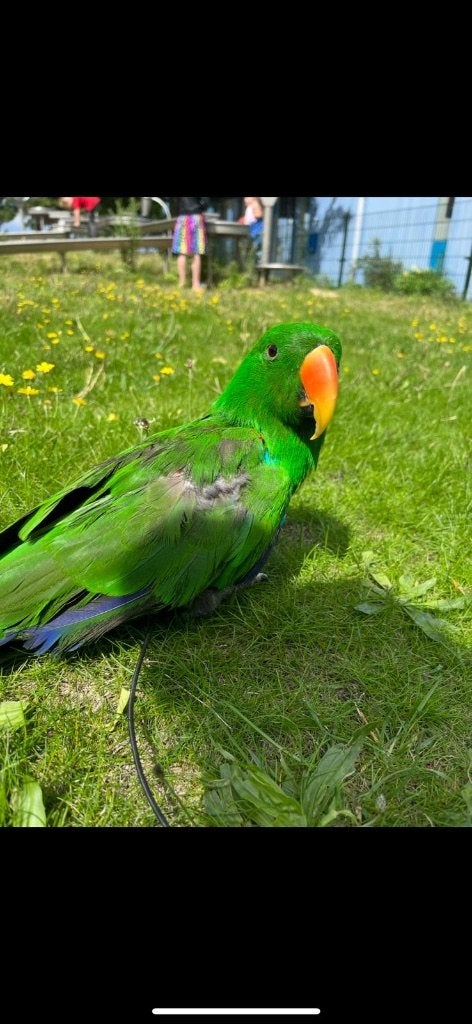 Grijzeroodstaart gezocht of ander soort papegaai, Dieren en Toebehoren, Vogels | Parkieten en Papegaaien, Mannelijk, Papegaai
